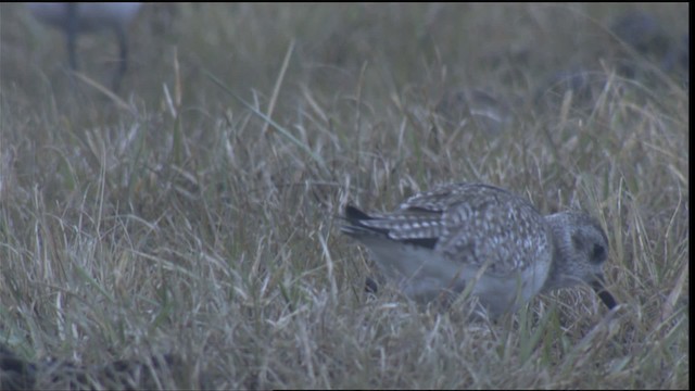 Black-bellied Plover - ML423752