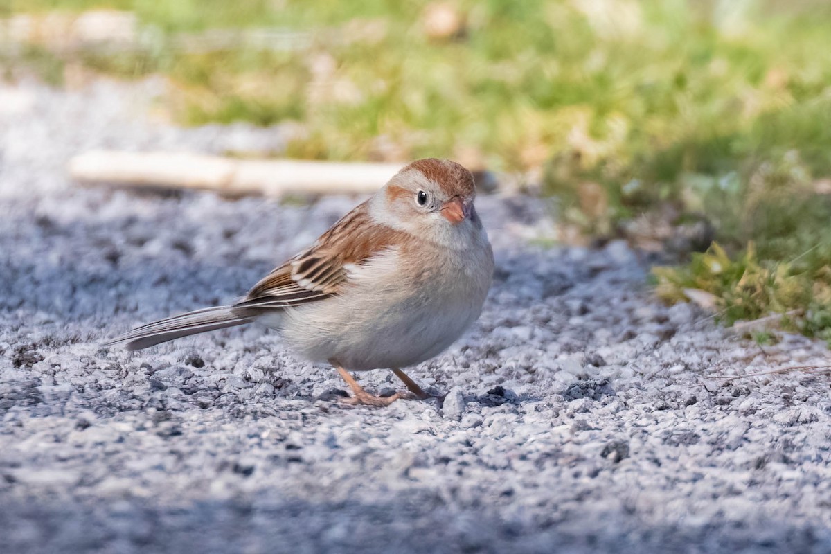 Field Sparrow - ML423753111