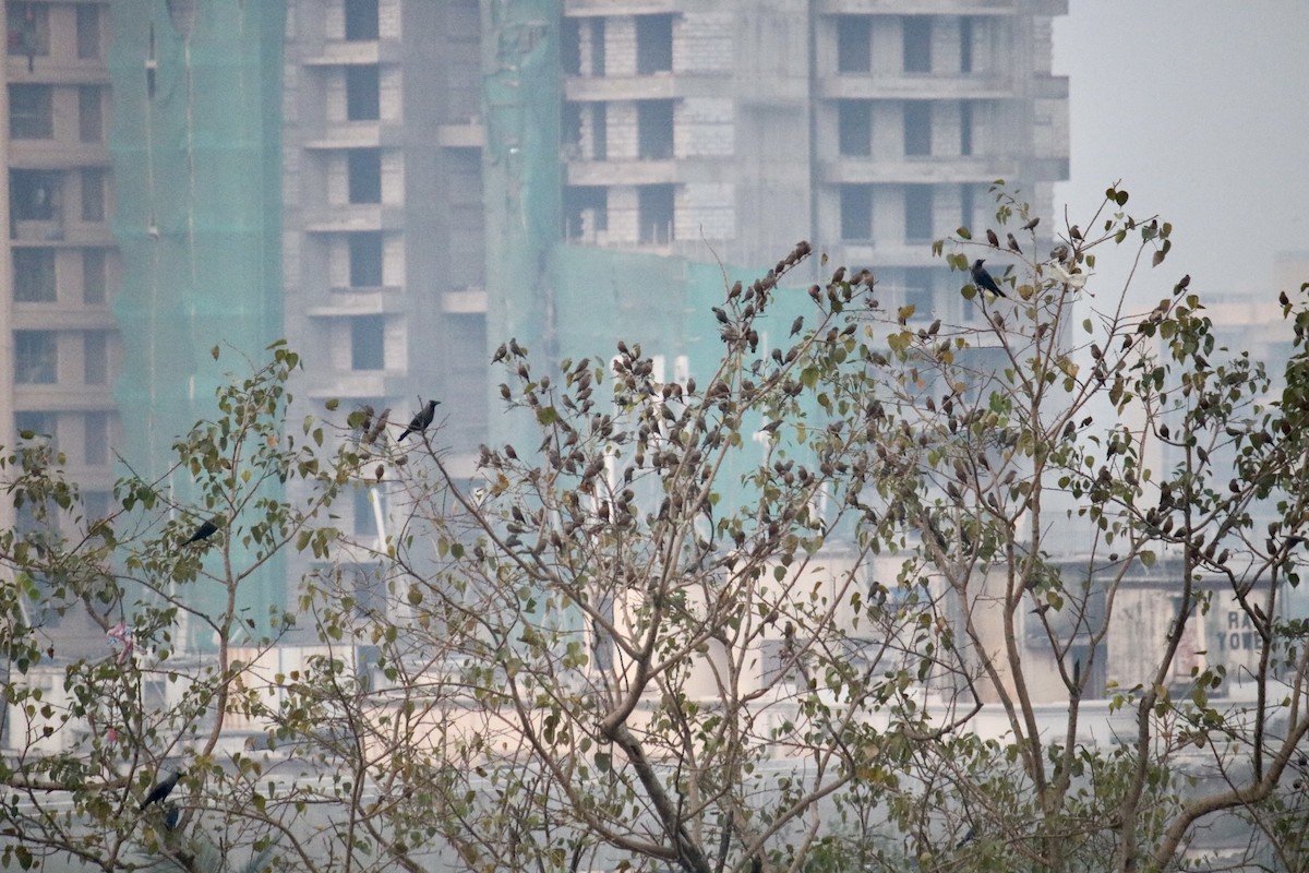 Chestnut-tailed Starling - Deepak Gujar
