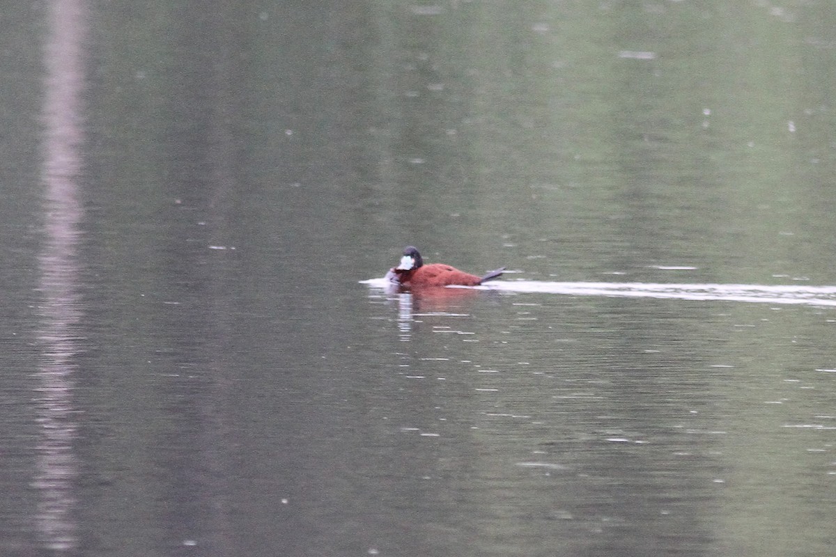 Andean Duck - ML42375511