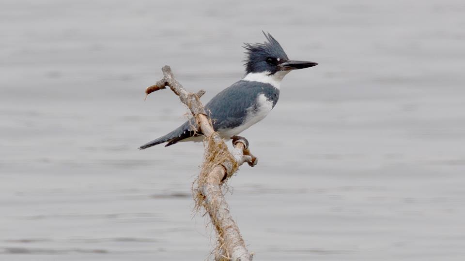 Belted Kingfisher - Chad Hutchinson