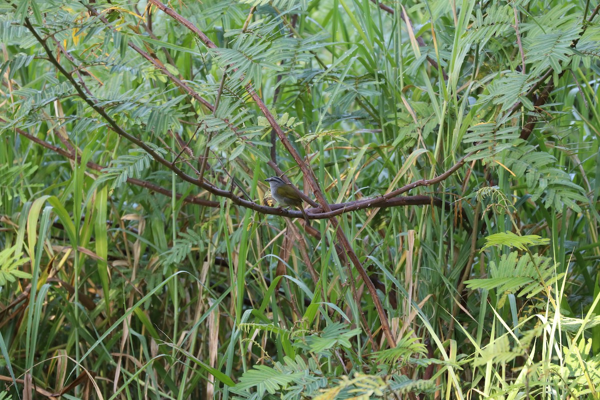 Black-striped Sparrow - ML423756331