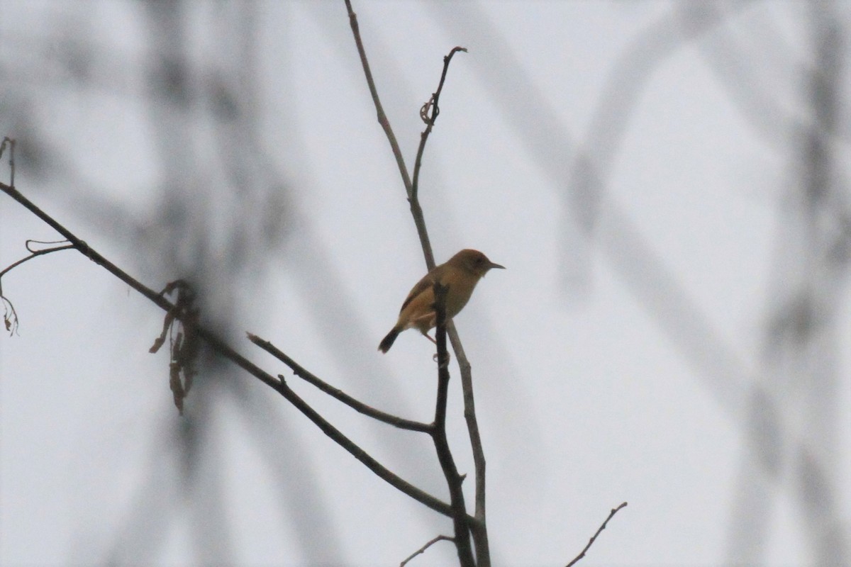 Cisticole à couronne dorée - ML42375801