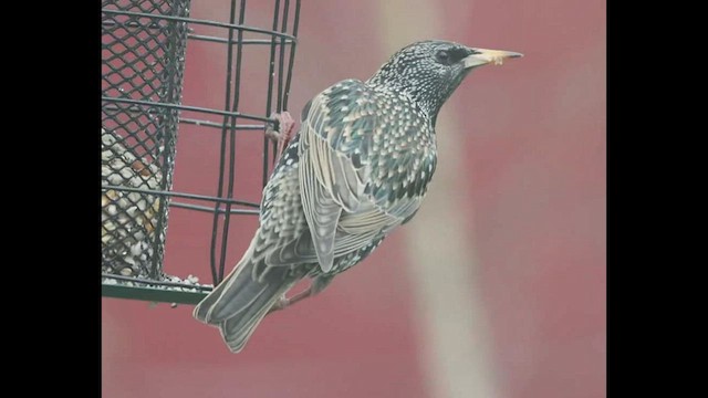 European Starling - ML423758781