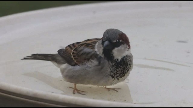 House Sparrow - ML423760241