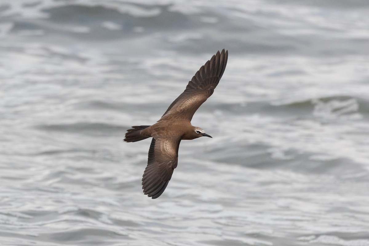 Brown Noddy - James Bennett