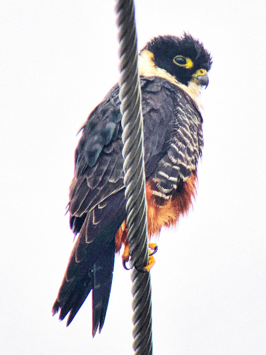 Bat Falcon - ML423761561