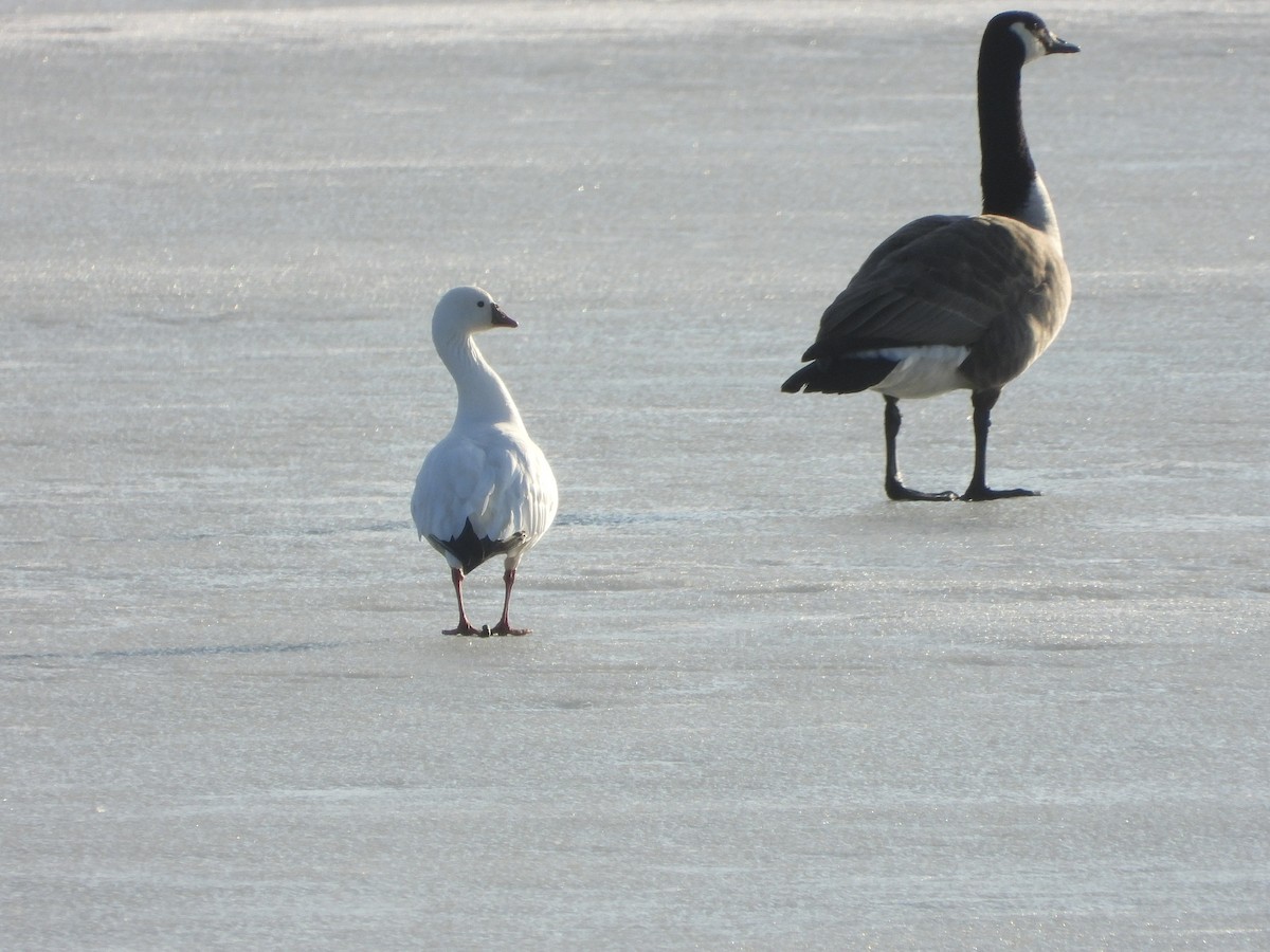 Ross's Goose - ML423762111