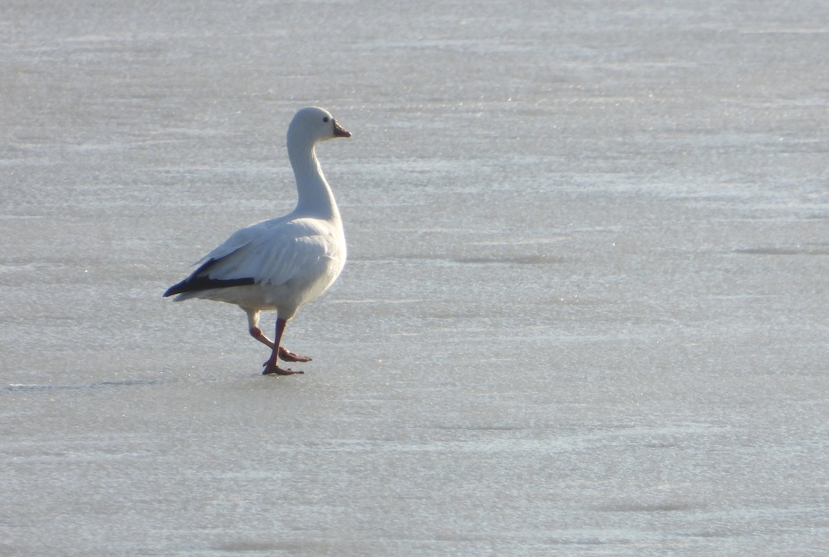 Ross's Goose - ML423762121