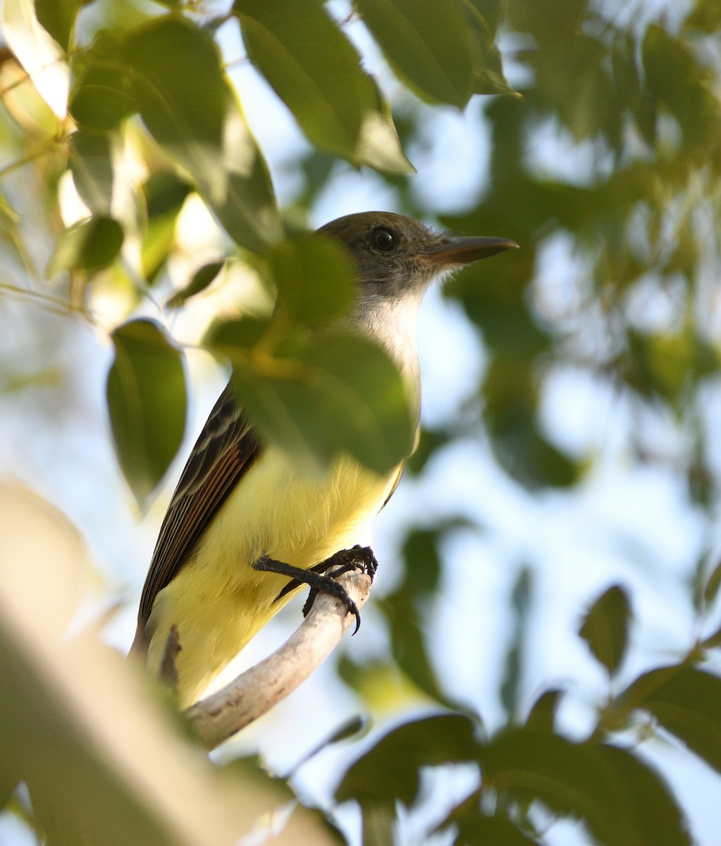 Great Crested Flycatcher - ML423762161