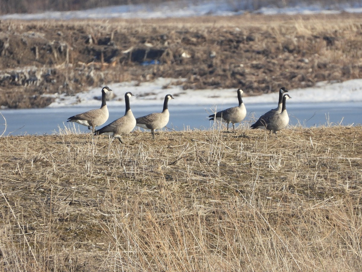 Cackling Goose - ML423762281