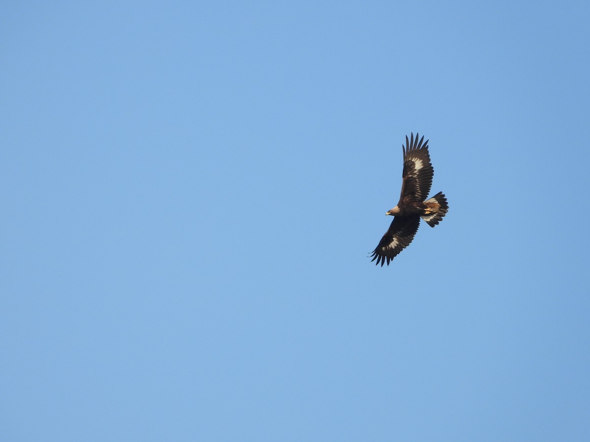 Golden Eagle - ML423762451