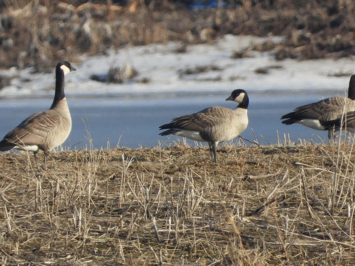 Cackling Goose - ML423762781