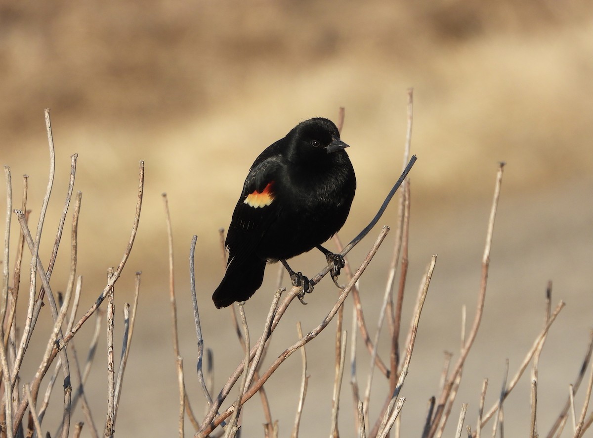 Red-winged Blackbird - ML423763341