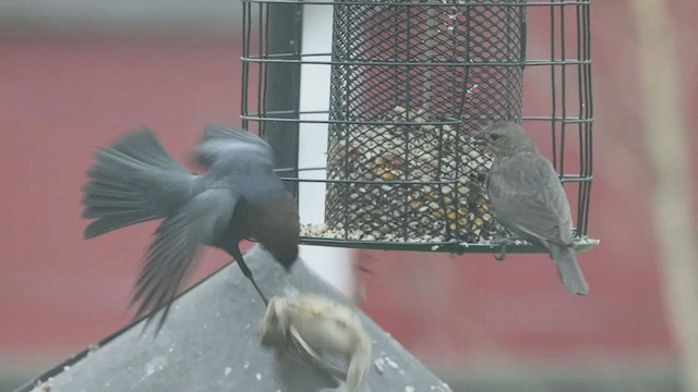 Brown-headed Cowbird - ML423766121