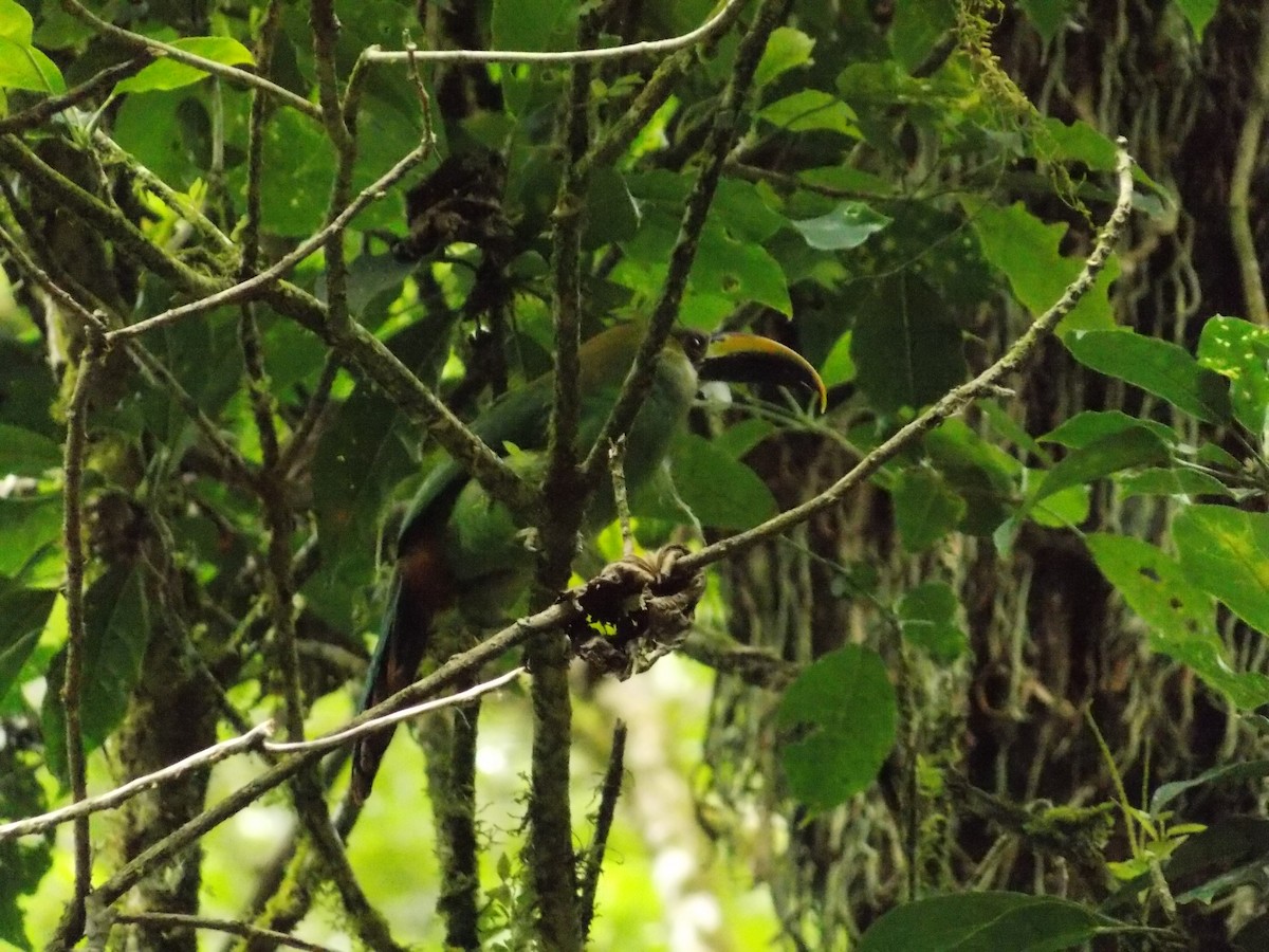 Northern Emerald-Toucanet - Ernesto Najera