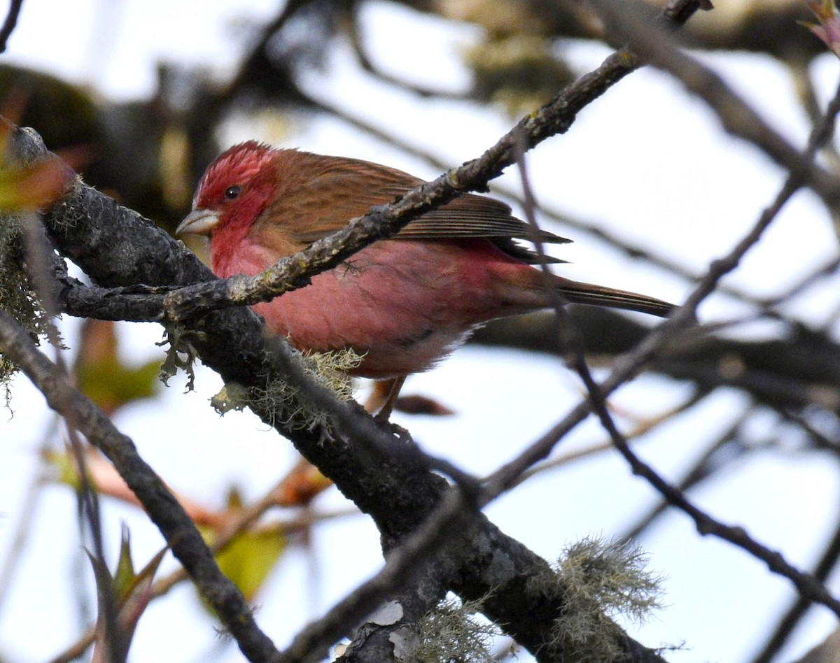 Pink-browed Rosefinch - ML423767331