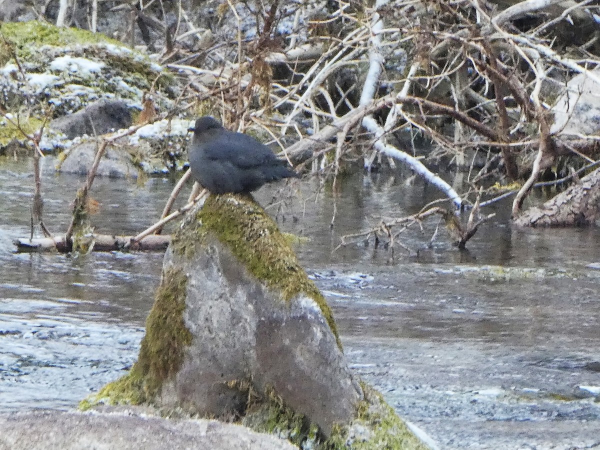 American Dipper - ML423770701