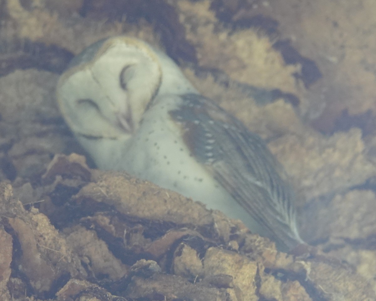 Barn Owl (Eastern) - ML423772861