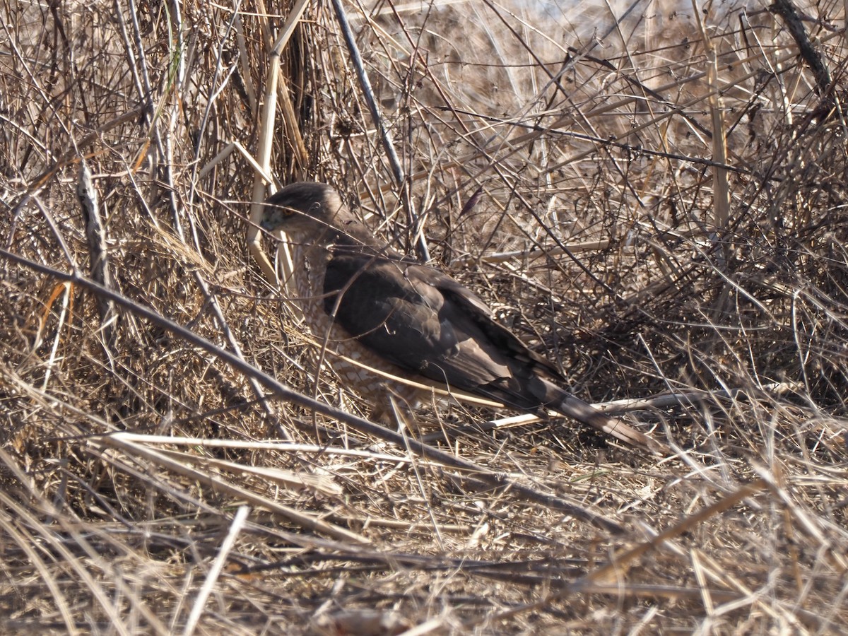 Cooper's Hawk - ML423772911