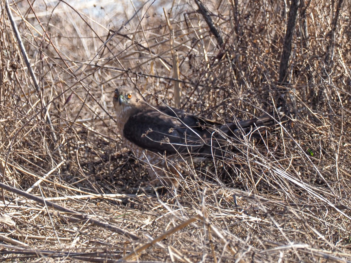 Cooper's Hawk - ML423772921