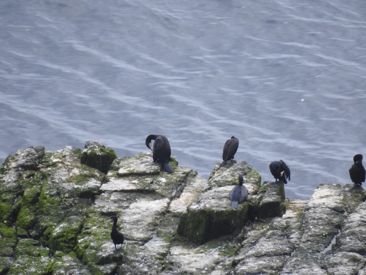 Great Cormorant - ML423773011