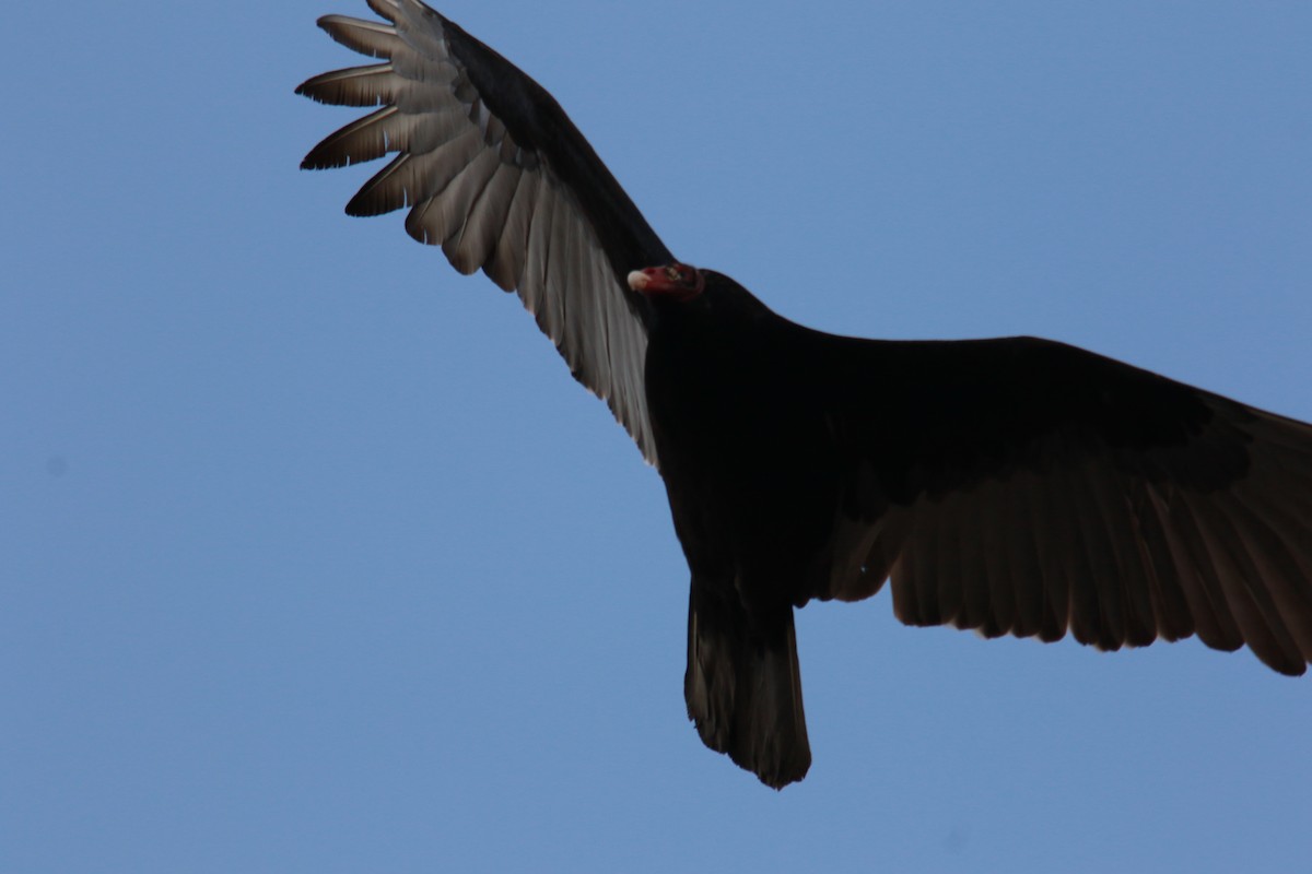 Turkey Vulture - ML423773131