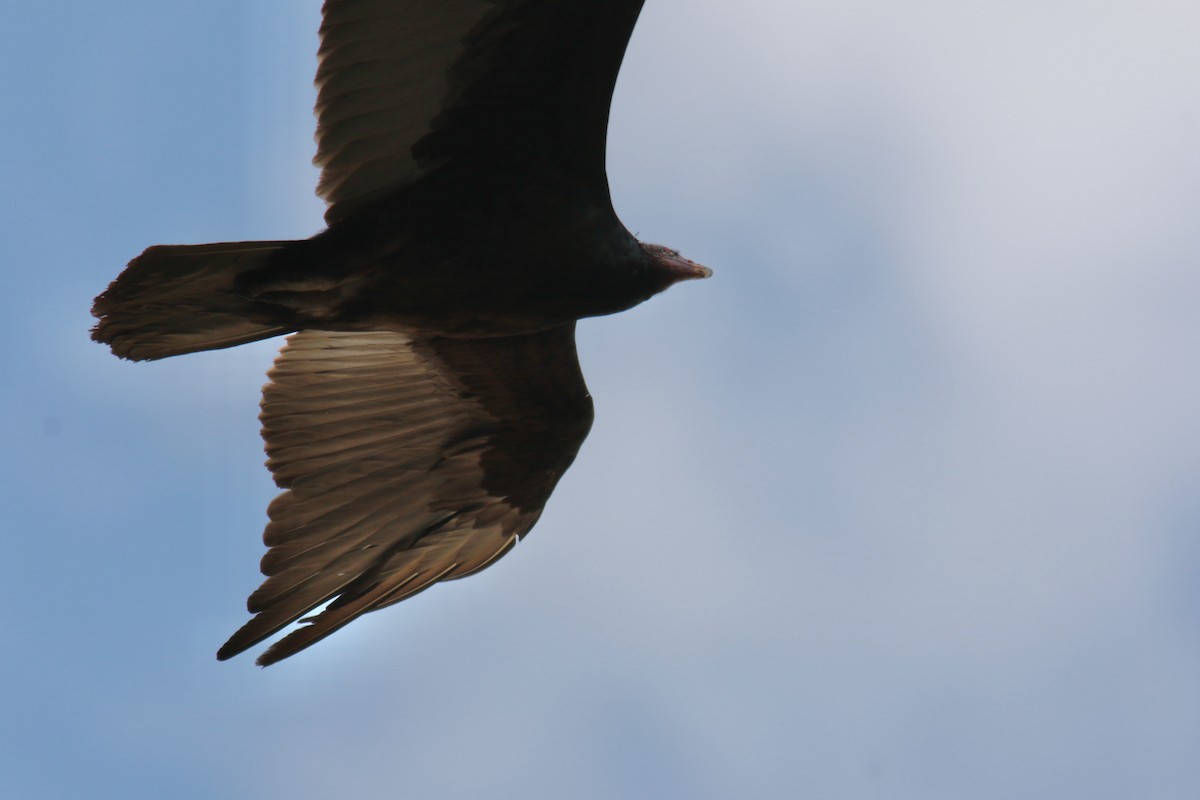 Turkey Vulture - ML423773271