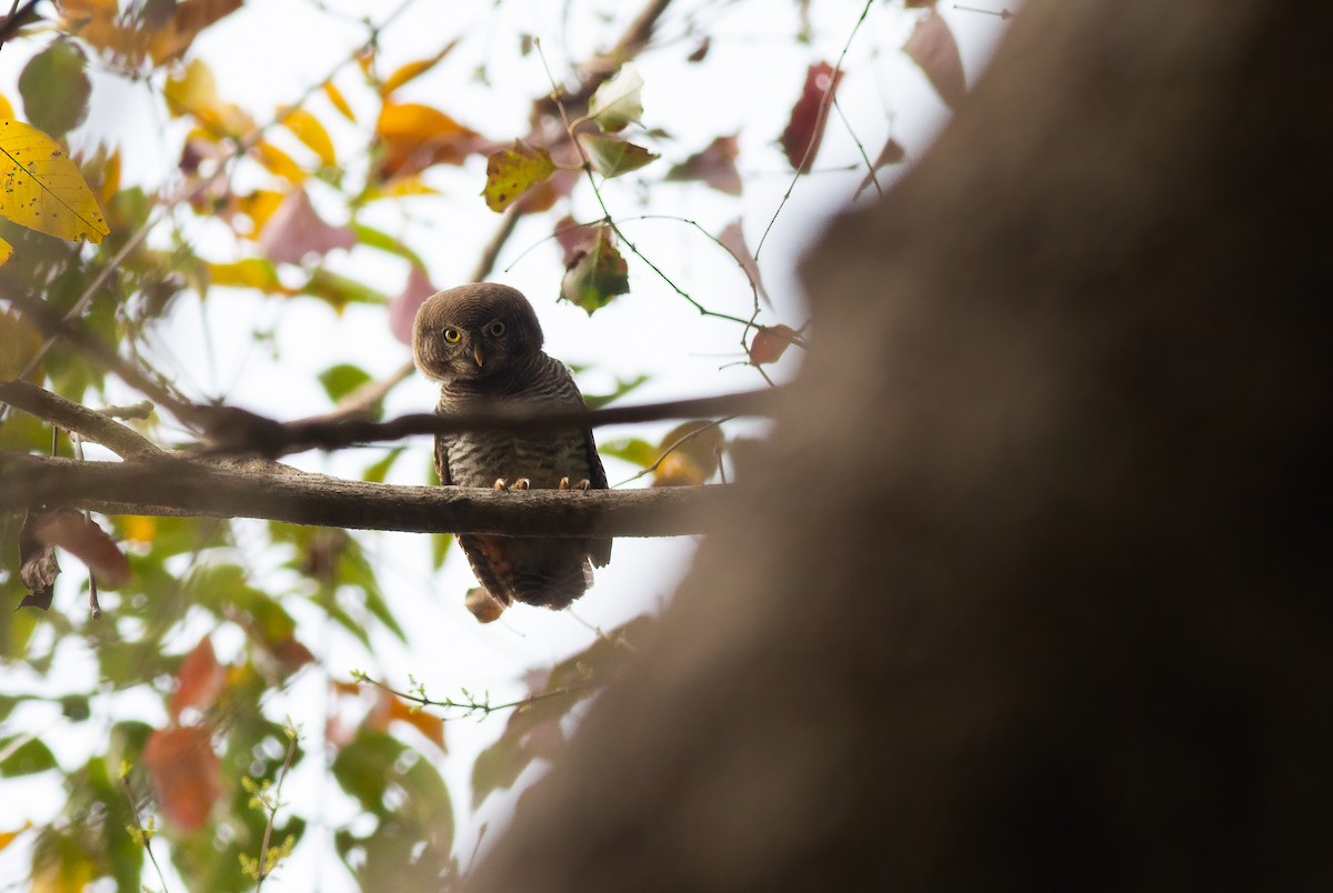 Jungle Owlet - Raghu Nathan