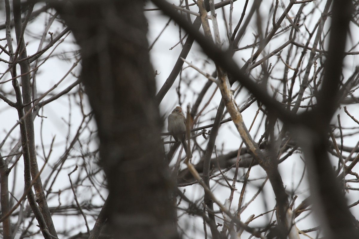 Field Sparrow - Mike Rabenberg