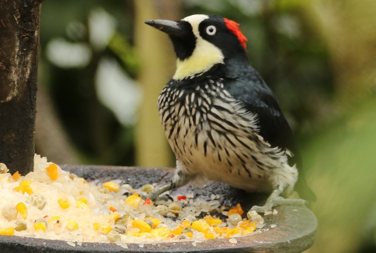 Acorn Woodpecker - ML42377531