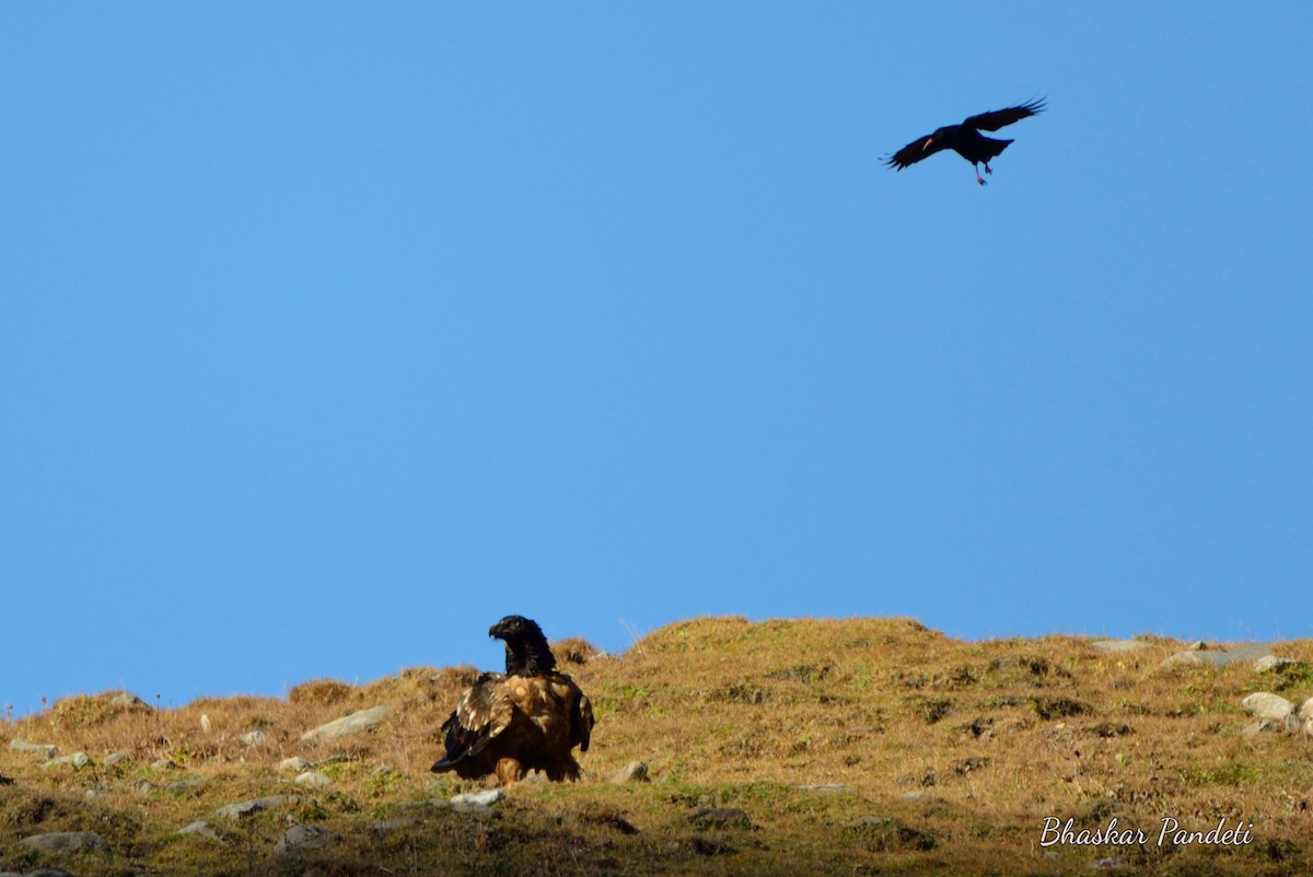 Red-billed Chough - ML42377541