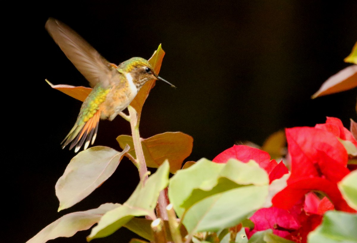 Colibrí Volcanero - ML42377591