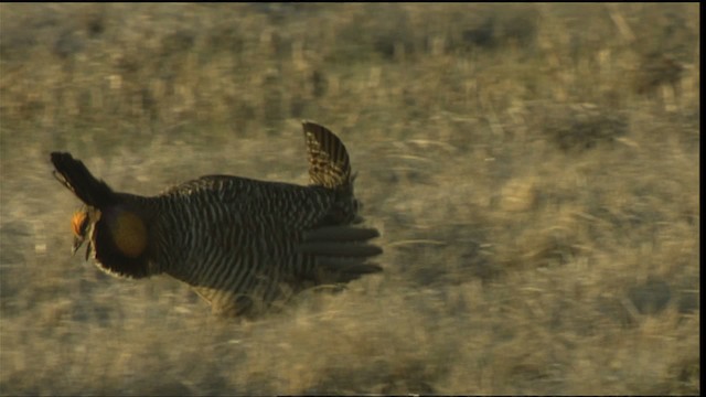 Greater Prairie-Chicken (Attwater's) - ML423777