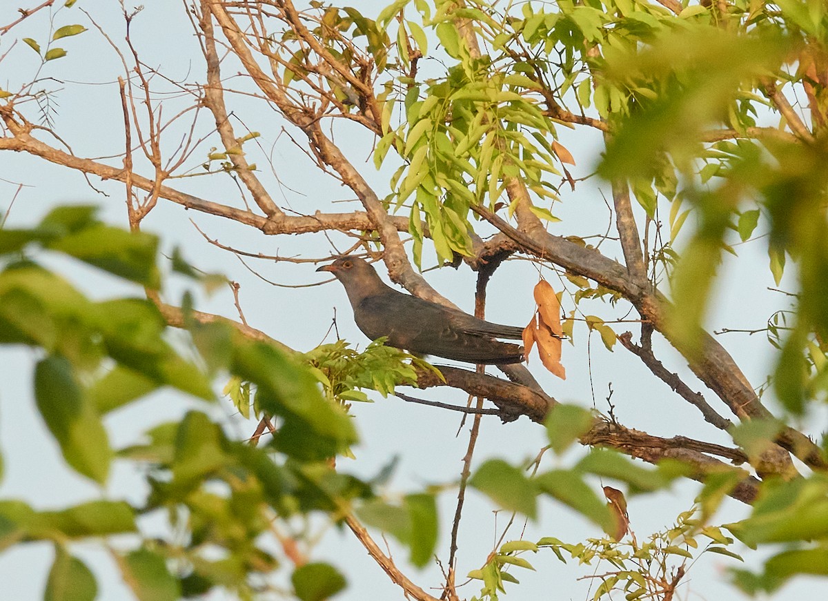 African Cuckoo - ML423777681