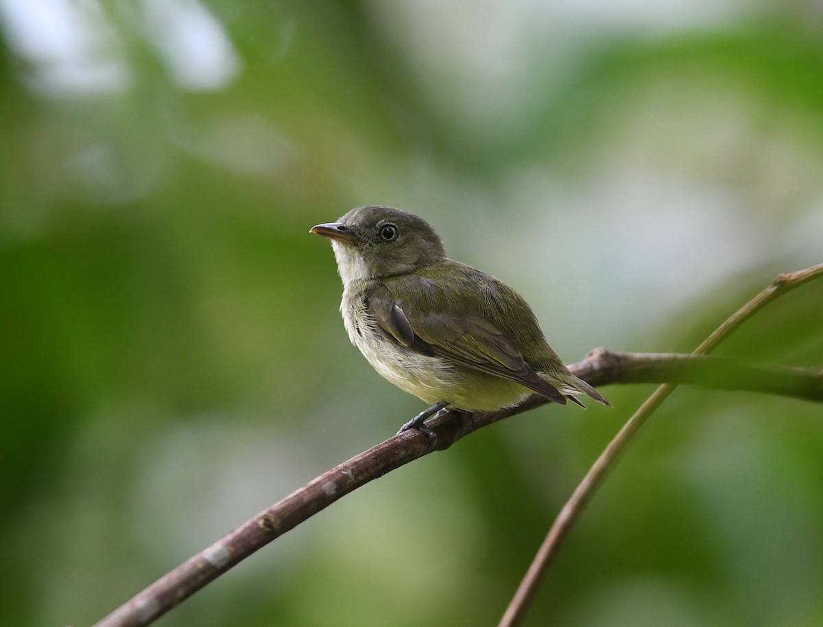 Dwarf Tyrant-Manakin - ML423778481