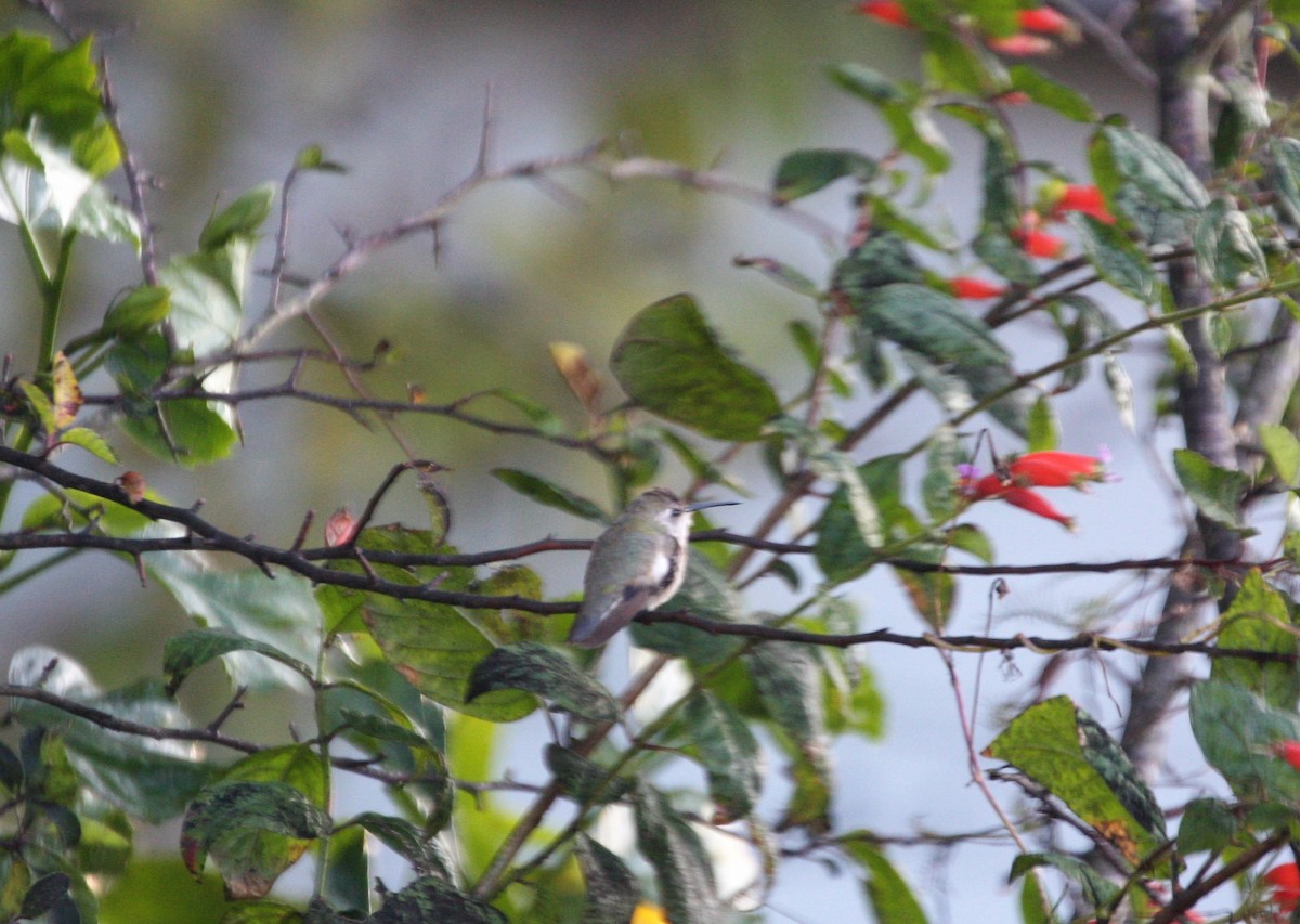 Black-chinned Hummingbird - ML42378001
