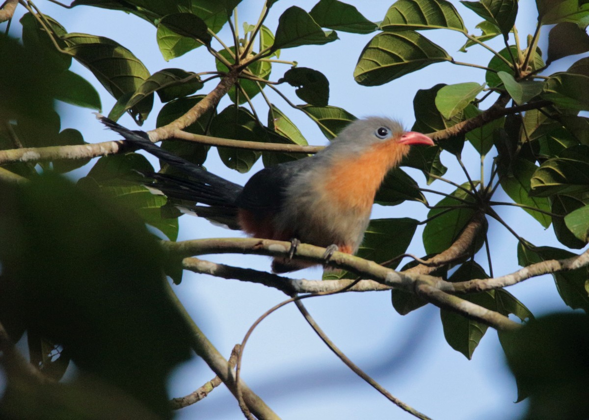 Red-billed Malkoha - ML42378041