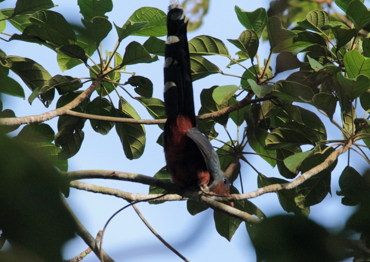 Red-billed Malkoha - ML42378081