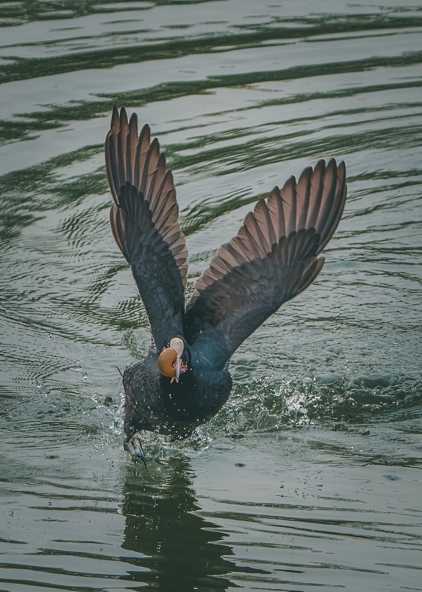 Eurasian Coot - 雀实可爱 鸦