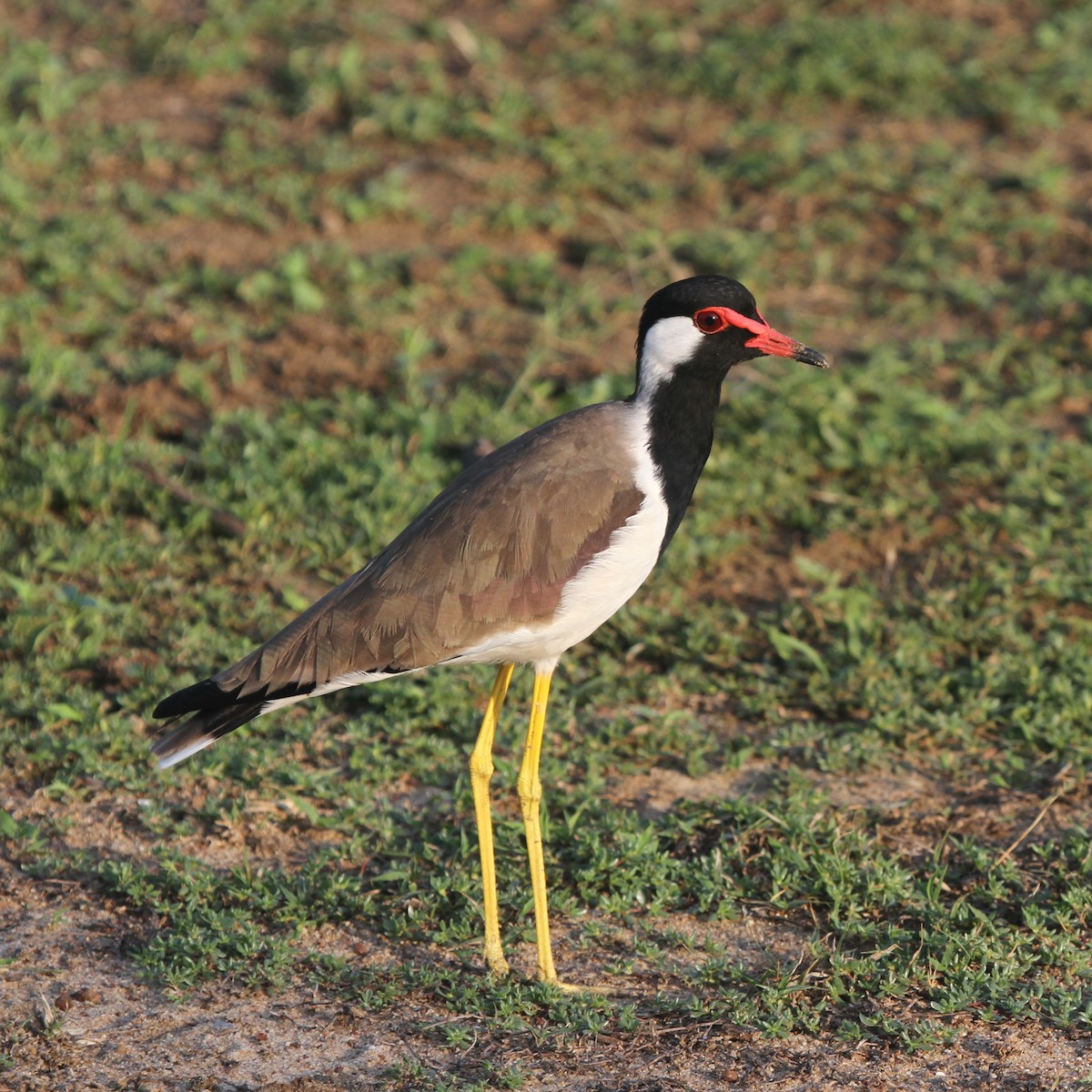 Red-wattled Lapwing - ML42378381