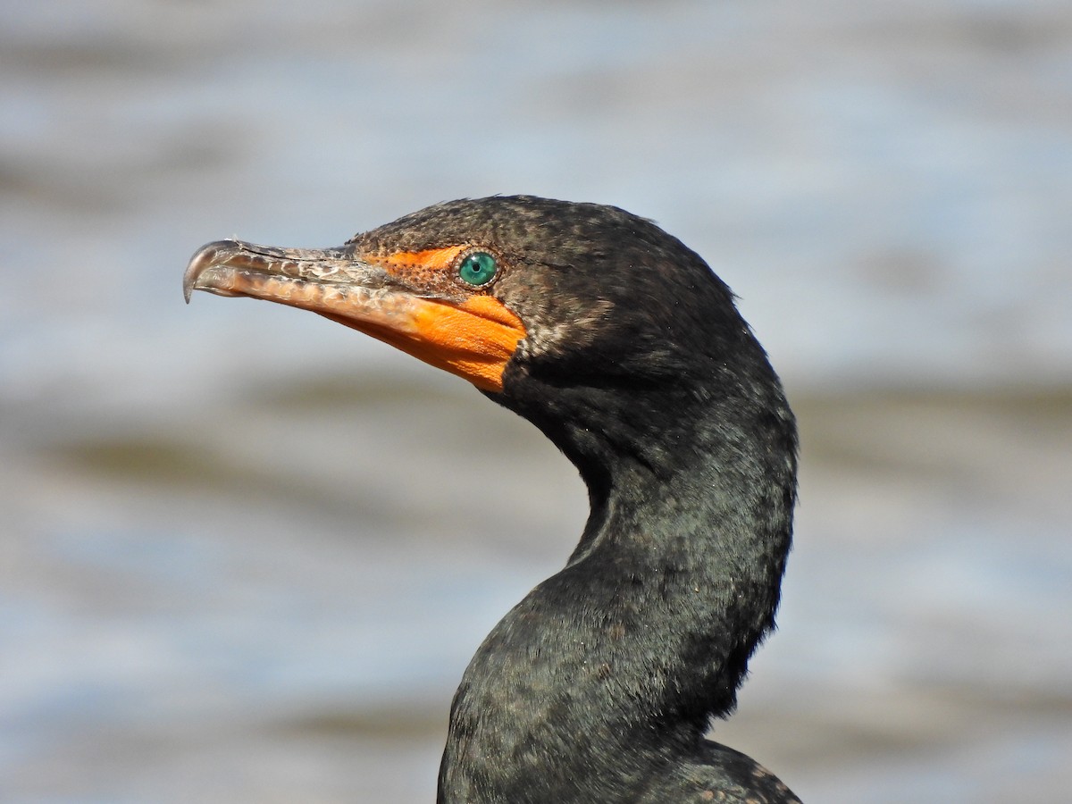 Double-crested Cormorant - ML423784731