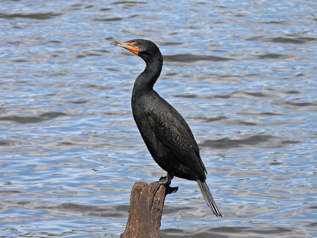Double-crested Cormorant - ML423784781