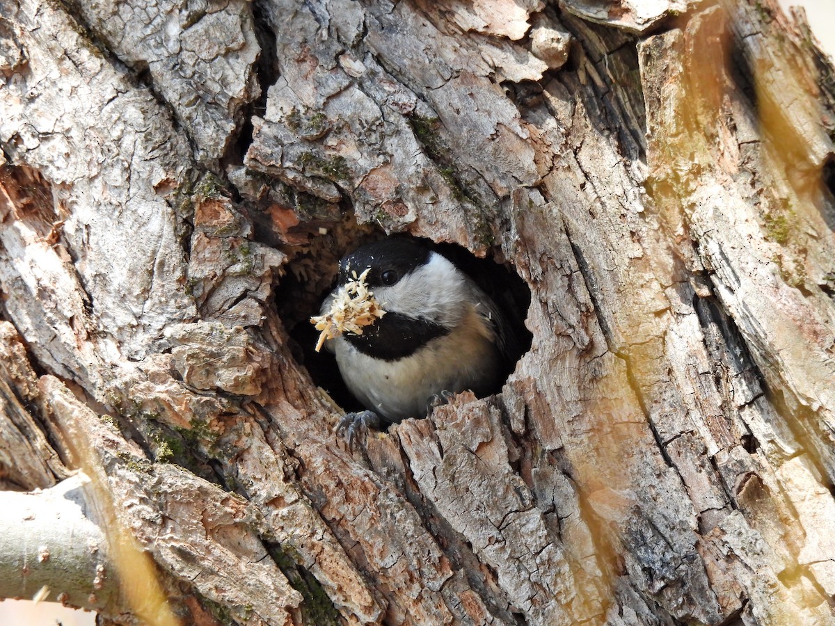 Carolina Chickadee - ML423784841