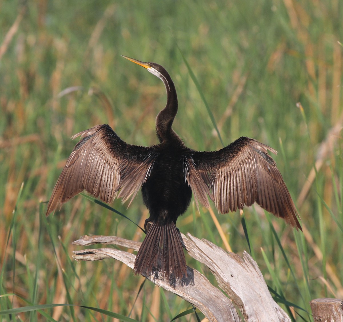 Oriental Darter - ML42378501