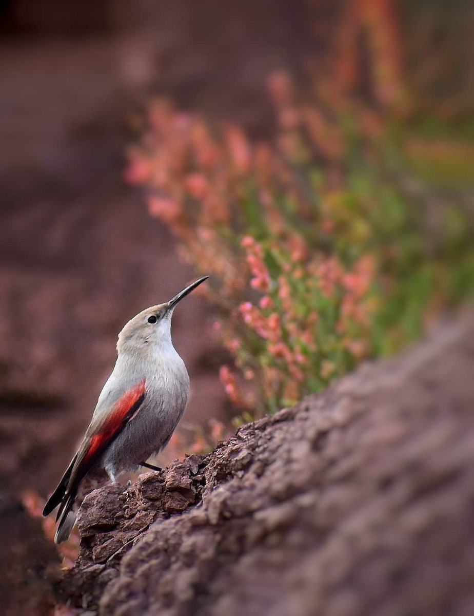 Wallcreeper - ML423786291