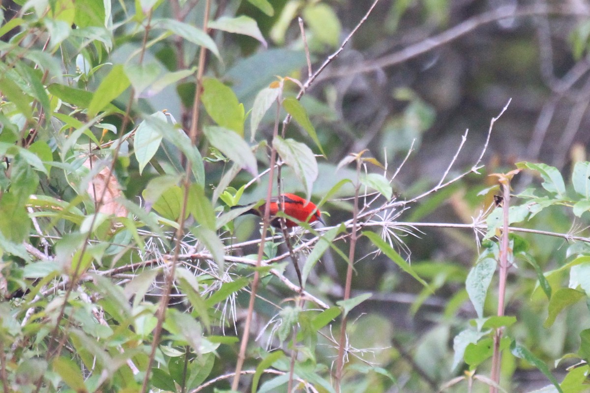 Mielero del Wakolo - ML42378791