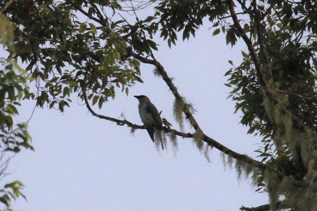 Buru Cuckooshrike - ML42378861