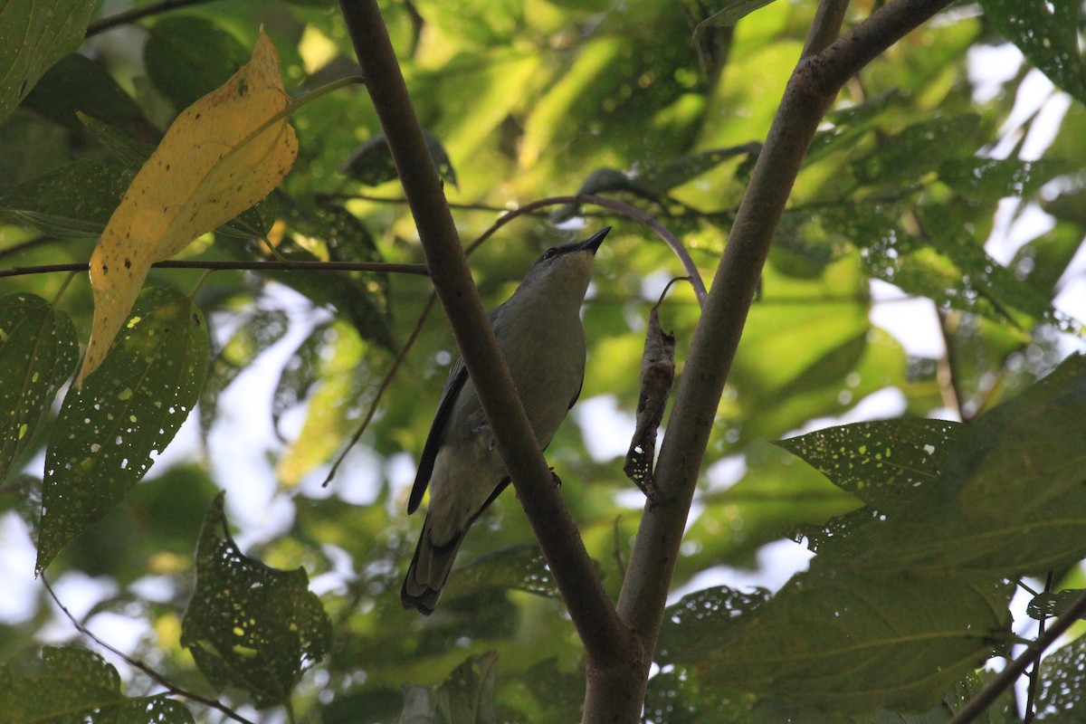 Pale Cicadabird - ML42378921