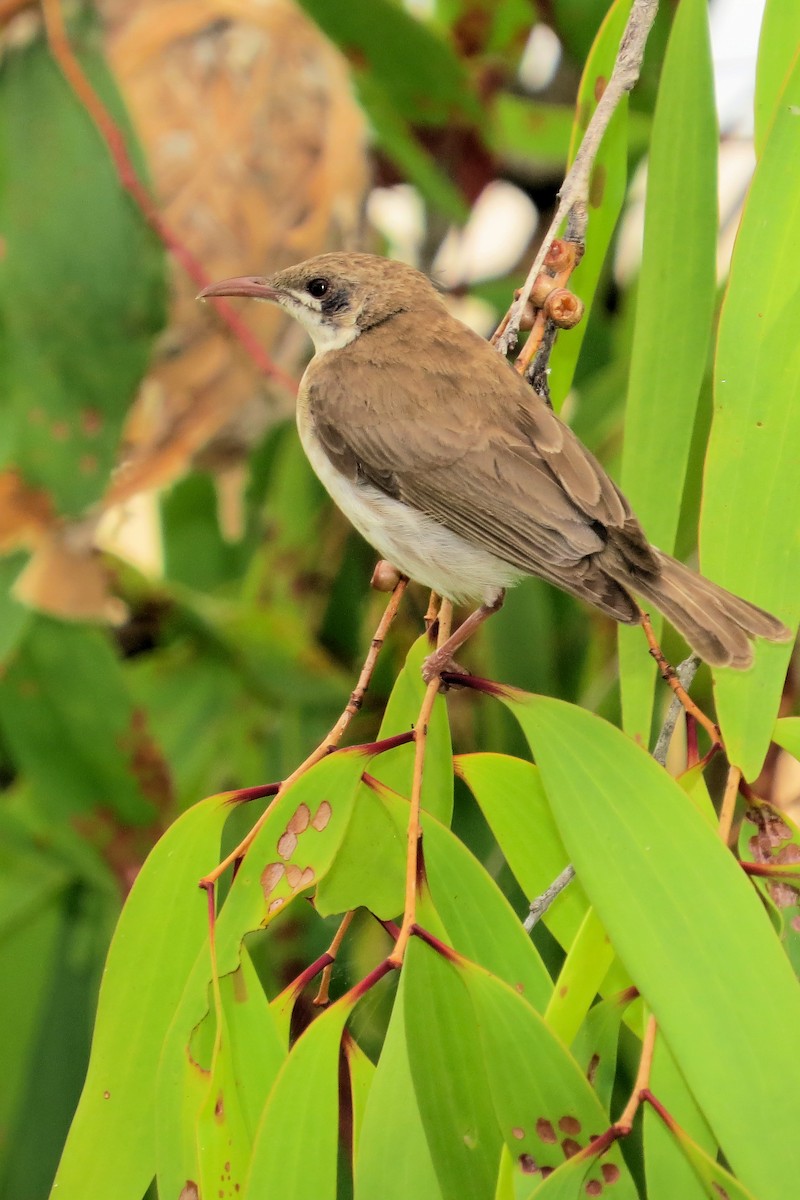 Brown-backed Honeyeater - ML423790191